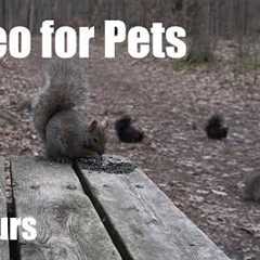 Cat TV for Pets to Watch 🐱 - 10 Hours of Birds and Squirrels in the Forest - May 20, 2026