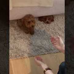 Dogs Play Hide and Seek Under Bed