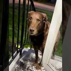 Hilarious Dog Refuses To Drop Mulch She Dug Up Before Coming Inside!