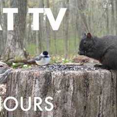 Cat TV for Pets to Watch 🐱 - 10 Hours of Birds, Squirrels and Forest Friends - May 21, 2026