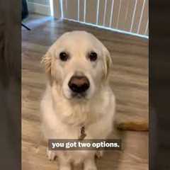 Registering Your Pet As An ESA | Pet Pointers