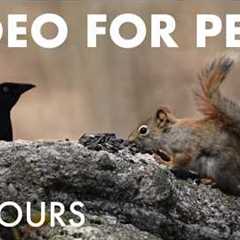 Red Squirrels, Chipmunks and Birds in the Forest - 10 Hour Cat TV for Pets 🐱 - May 22, 2026