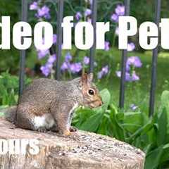 Saturday Morning Cartoons for Pets 🐱 - 10 hours of Backyard Birds and Critters - May 23, 2026