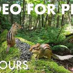 Sunday Morning Brunch for Hungry Chipmunks - 10 Hour Cat TV for Pets to Watch 🐱 - May 24, 2026
