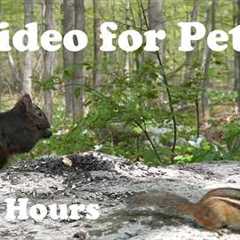Cat TV for Pets to Watch 🐱 - Birds, Squirrels and Chipmunks in the Trilliums - May 25, 2026