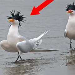 Funniest Birds Around the World😁there's absolutely NOTHING MORE FUNNY!
