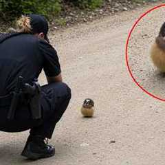 Try Not to DIE LAUGHING at These Funniest ANIMAL Encounters with Cops 🤣