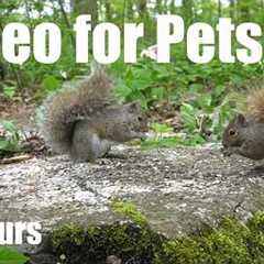 Cat TV for Pets to Watch 🐱 - 10 Hours of Squirrels, Chipmunks and Trilliums - May 26, 2026