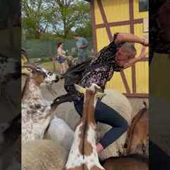The FUNNIEST Pets You've Ever Seen!