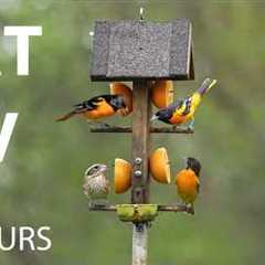 Cat TV for Pets to Watch 🐱 - 10 Hours of Baltimore Orioles and Backyard Birds - May 27, 2026