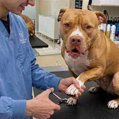 This Dog Was Heartbroken After Realizing He Was the Vet! Funniest Reaction 🤣