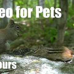 Red Squirrels, Chipmunks and Forest Friends - 10 Hour Cat TV for Pets to Watch 🐱 - Jun 28, 2026