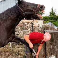 Funniest Horse Acts Ever Are a Must Watch! 😂 Funniest Animal Videos