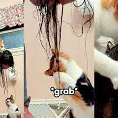 Which Is Funnier: The EPIC dog fail or the cat FEET? 😹 Best Pets of the Week 2026!