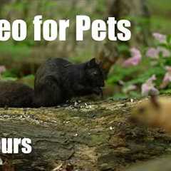 Cat TV for Pets to Watch 🐱 - Birds, Squirrels and Forest Friends in Harmony - May 29, 2026
