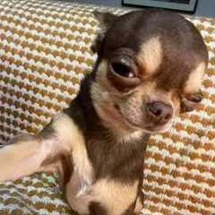 Top FUNNY PUPPIES That Are Guaranteed to Make You LAUGH!