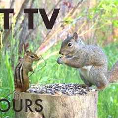 Saturday Morning Cartoons for Pets 🐱 - 10 Hours of Chipmunks, Birds and Squirrels - May 30, 2026