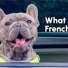 Oops! All Frenchies! | 15 Minutes of Frenchie Fails