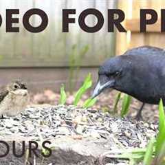 Cat TV for Pets to Watch 🐱 - 10 Hours of Beautiful Backyard Birds and Critters - May 31, 2026