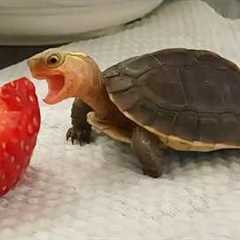 DRAMATIC Animals Freaking Out at Every Thing!