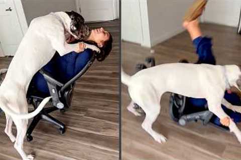 Funniest NEW Animal Fails Compilation
