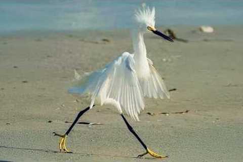 Most Incredible Birds Ever Captured on Camera 😲🦜