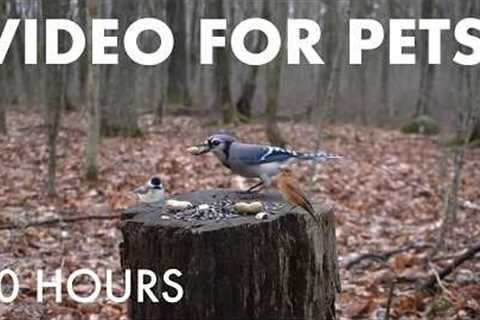 Cat TV for Pets to Watch 🐱 - Jays, Woodpeckers, Squirrels and Forest Friends - May 01, 2026