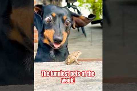 The pets got real crazy this week! 🫪💥watch the full video for more! #funny #pets #dog #gagreel
