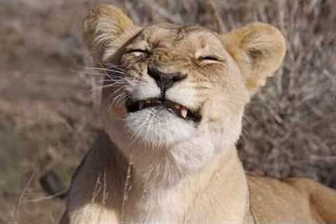 The Craziest Animals That Will Have You Crying 😂