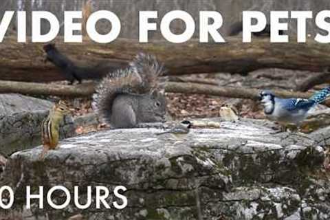 Saturday Morning Cartoons for Pets 🐱 - 10 Hours of Forest Friends Edition - May 02, 2026