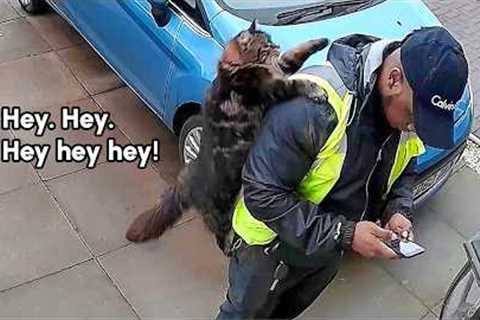 A Cat Decided To Use Me As A Backpack | FUNNY CCTV Fail Compilation