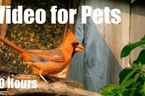 Cat TV for Pets to Watch 🐱 - 10 Hours of Lunch for Birds, Squirrels and Chipmunks - May 03, 2026