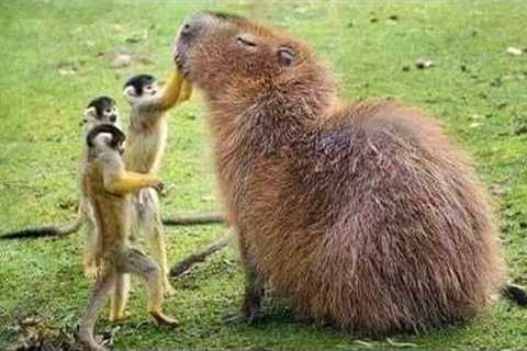 The World’s Animal Couples Should NOT Exist 😂