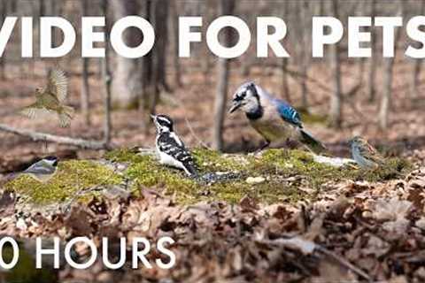 Cat TV for Pets to Watch 🐱 - 10 Hours of Birds, Squirrels and Chipmunks in the Forest - May 04, 2026