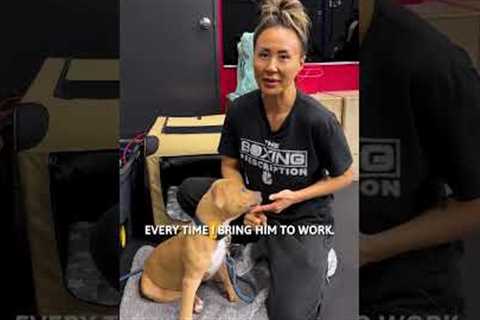 Paw Pick: Portable Travel Pet Kennel