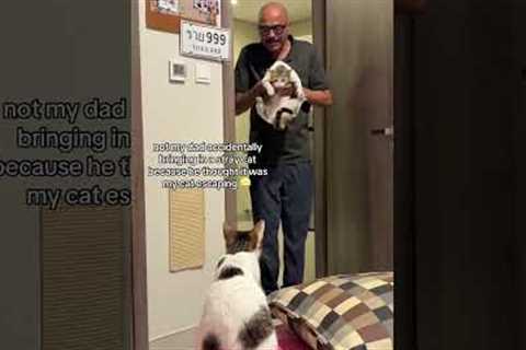 Dad Mistakes Stray Cat for His Family Cat