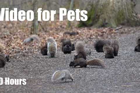 Cat TV for Pets to Watch 🐱 - A Scurry of Squirrels and Forest Friends in Harmony - May 05, 2026
