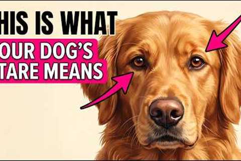 Every Look Your Dog Gives You - Finally Explained