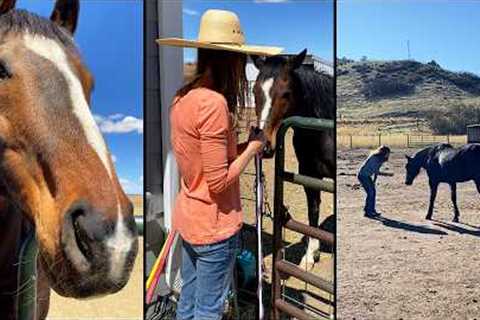 How Horses Heal the Soul