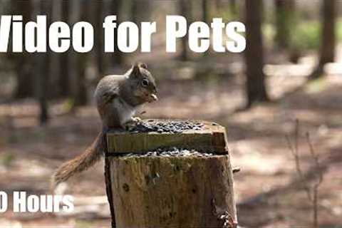 Red Squirrels, Blue Jays and Animals in the Forest - 10 Hour Cat TV for Pets 🐱 - May 06, 2026