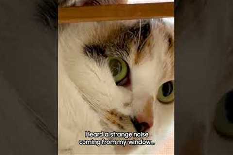 Two Cats Cling to Window Grill