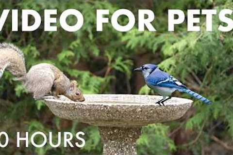 Cat TV for Pets to Watch 🐱 - 10 Hours of Beautiful Backyard Birds and Squirrels - May 07, 2026