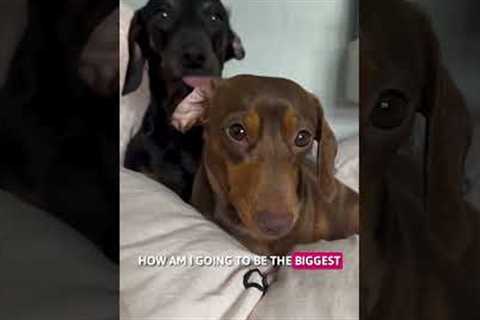 Emu Attacks!! 💥 | The FUNNIEST Pet Videos Of The Week