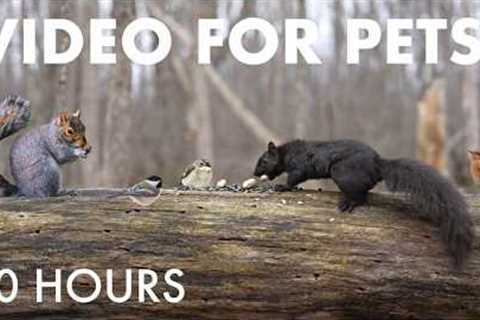Cat TV for Pets to Watch 🐱 - Birds, Squirrels, Chipmunks and Forest Friends - May 08, 2026