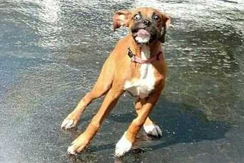 Dog FREAKS OUT In The Most Hilarious Way 🤣