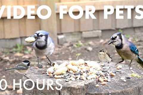 Saturday Morning Cartoons for Pets 🐱 - 10 Hours of Backyard Birds and Squirrels - May 09, 2026
