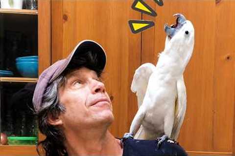 Funny Cockatoo Bird Videos That'll Make You Chuckle 😂