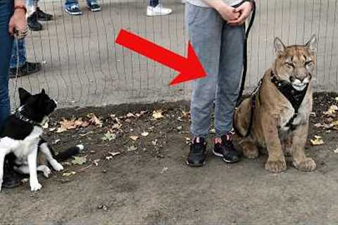 Watch this and YOU WILL DIE LAUGHING with these FUNNY ANIMALS😁