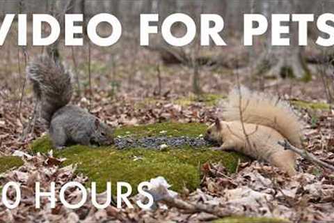 Cat TV for Pets to Watch 🐱 - 10 Hours of Owls, Squirrels and Chipmunks in the Forest - May 11, 2026