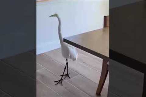 Open House Gets Unexpected Visit From Curious Egret!